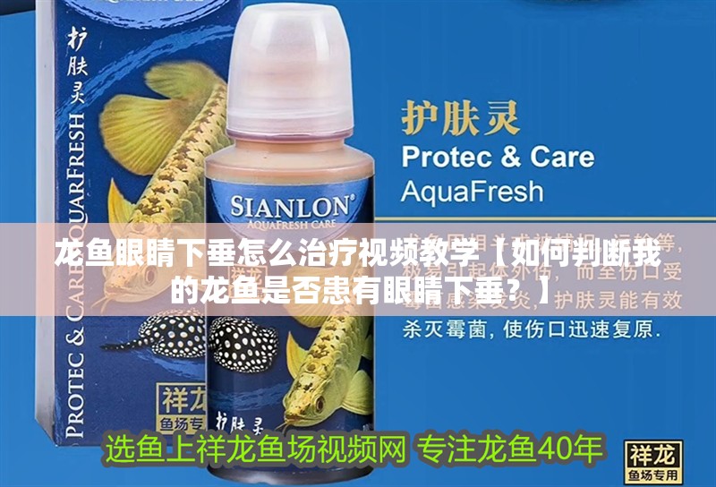 龍魚眼睛下垂怎么治療視頻教學【如何判斷我的龍魚是否患有眼睛下垂？】