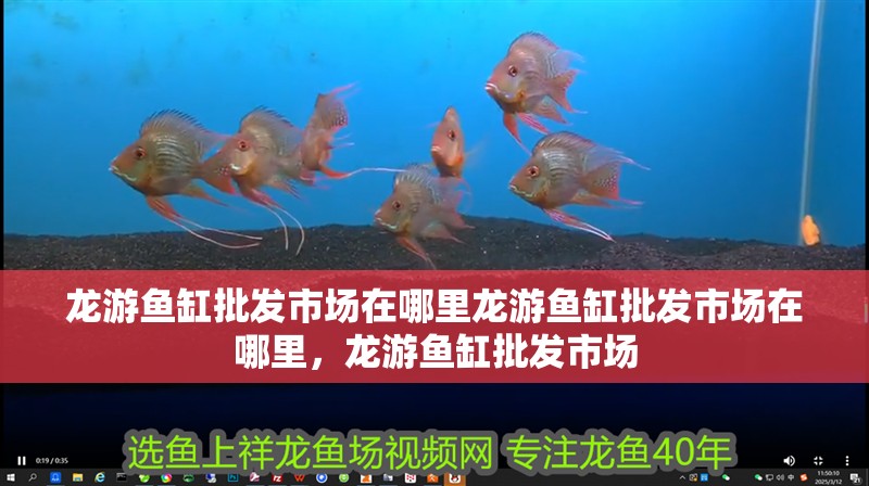 龍游魚缸批發市場在哪里龍游魚缸批發市場在哪里，龍游魚缸批發市場