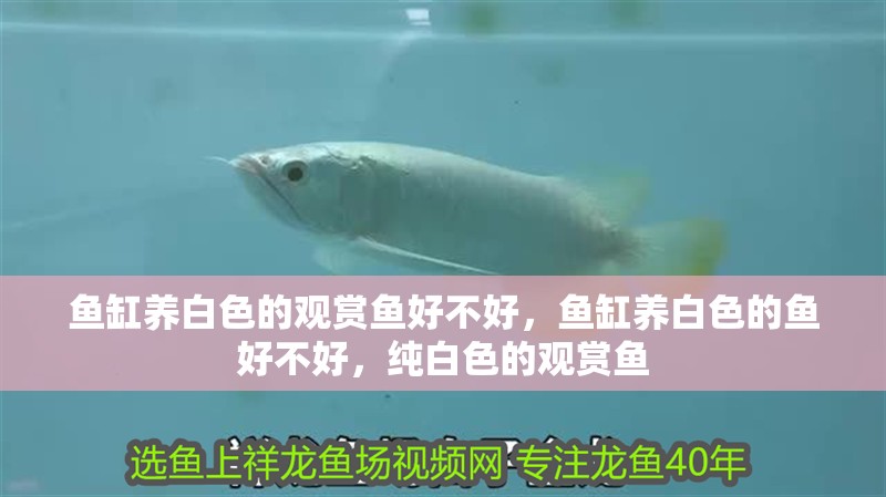 魚(yú)缸養(yǎng)白色的觀賞魚(yú)好不好，魚(yú)缸養(yǎng)白色的魚(yú)好不好，純白色的觀賞魚(yú)