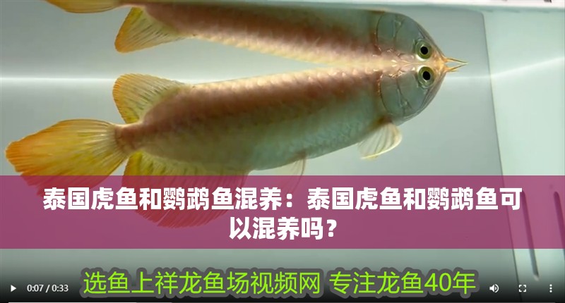泰國虎魚和鸚鵡魚混養(yǎng)：泰國虎魚和鸚鵡魚可以混養(yǎng)嗎？