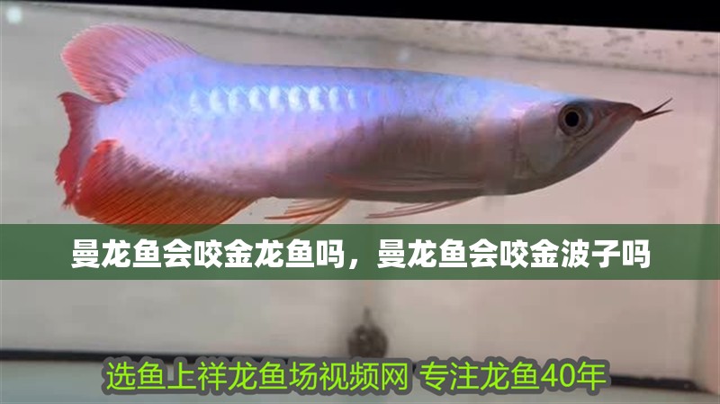 曼龍魚會咬金龍魚嗎，曼龍魚會咬金波子嗎