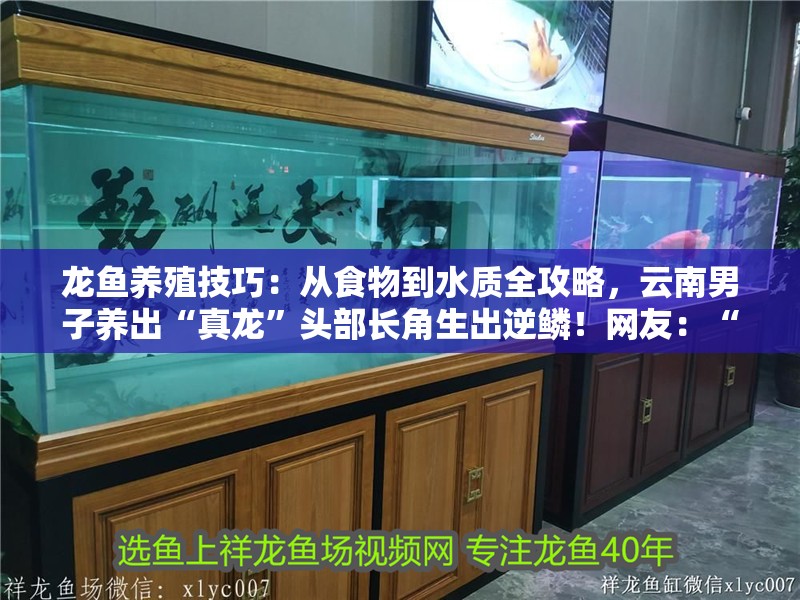 龍魚養(yǎng)殖技巧：從食物到水質(zhì)全攻略，云南男子養(yǎng)出“真龍”頭部長角生出逆鱗！網(wǎng)友：“要飛升了”！