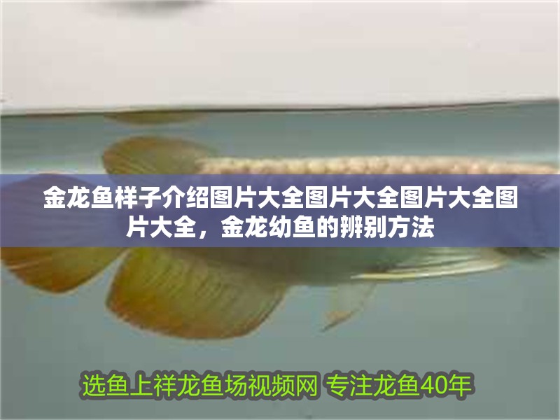 金龍魚(yú)樣子介紹圖片大全圖片大全圖片大全圖片大全，金龍幼魚(yú)的辨別方法