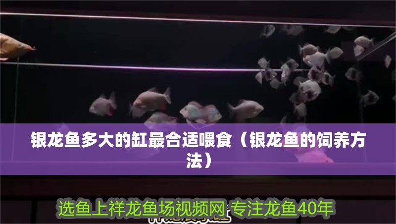 銀龍魚多大的缸最合適喂食（銀龍魚的飼養方法）