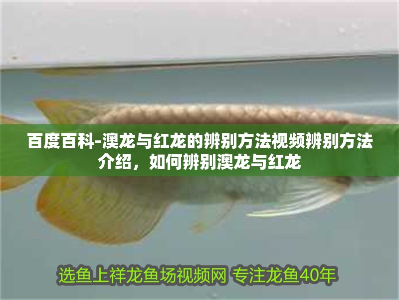 百度百科-澳龍與紅龍的辨別方法視頻辨別方法介紹，如何辨別澳龍與紅龍