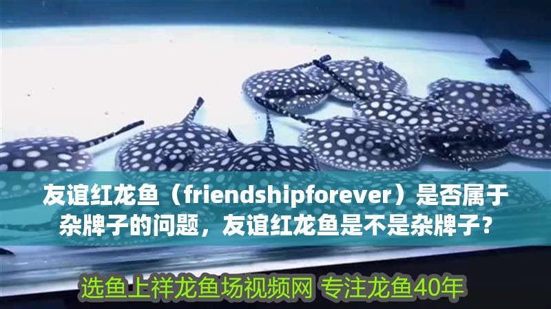 友誼紅龍魚（friendshipforever）是否屬于雜牌子的問題，友誼紅龍魚是不是雜牌子？