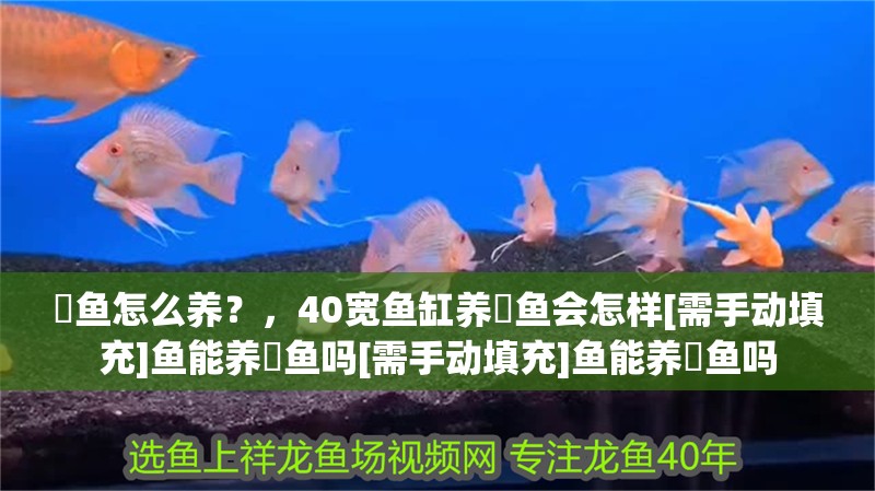 魟魚怎么養(yǎng)？，40寬魚缸養(yǎng)魟魚會(huì)怎樣[需手動(dòng)填充]魚能養(yǎng)魟魚嗎[需手動(dòng)填充]魚能養(yǎng)魟魚嗎