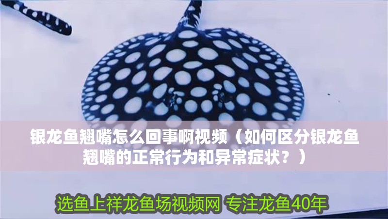 銀龍魚翹嘴怎么回事啊視頻（如何區分銀龍魚翹嘴的正常行為和異常癥狀？）