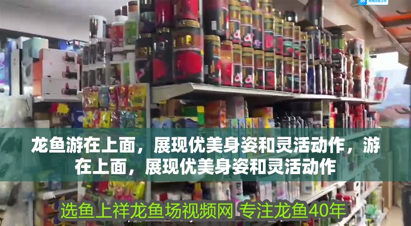 龍魚游在上面，展現(xiàn)優(yōu)美身姿和靈活動作，游在上面，展現(xiàn)優(yōu)美身姿和靈活動作