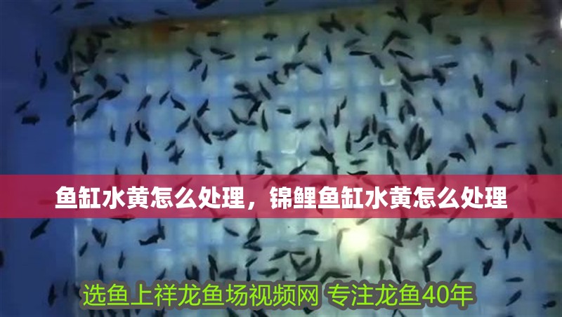 魚缸水黃怎么處理，錦鯉魚缸水黃怎么處理
