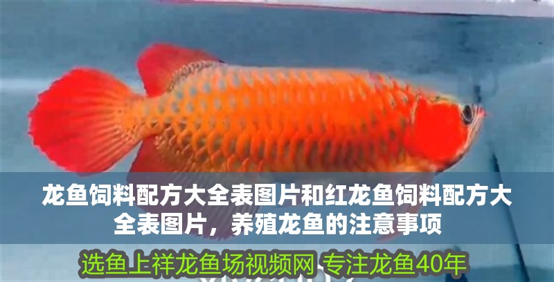 龍魚飼料配方大全表圖片和紅龍魚飼料配方大全表圖片，養(yǎng)殖龍魚的注意事項(xiàng)