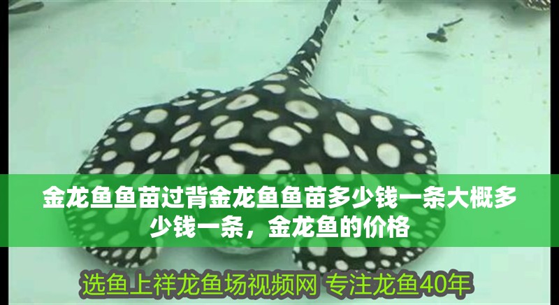 金龍魚魚苗過背金龍魚魚苗多少錢一條大概多少錢一條，金龍魚的價格