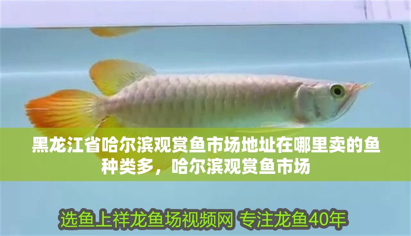 黑龍江省哈爾濱觀賞魚市場(chǎng)地址在哪里賣的魚種類多，哈爾濱觀賞魚市場(chǎng) 黑龍江省哈爾濱觀賞魚市場(chǎng)地址在哪里賣的魚種類多，哈爾濱觀賞魚市場(chǎng) 觀賞魚百科 第3張