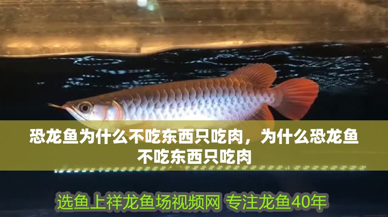 恐龍魚為什么不吃東西只吃肉，為什么恐龍魚不吃東西只吃肉