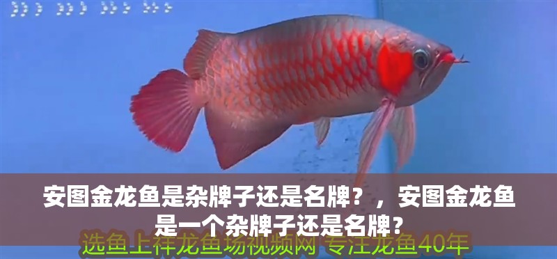 安圖金龍魚是雜牌子還是名牌？，安圖金龍魚是一個雜牌子還是名牌？