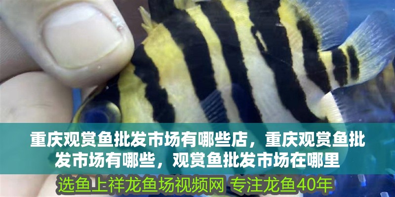 重慶觀賞魚批發市場有哪些店，重慶觀賞魚批發市場有哪些，觀賞魚批發市場在哪里
