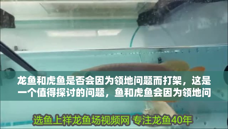 龍魚和虎魚是否會因為領地問題而打架，這是一個值得探討的問題，魚和虎魚會因為領地問題而打架嗎？