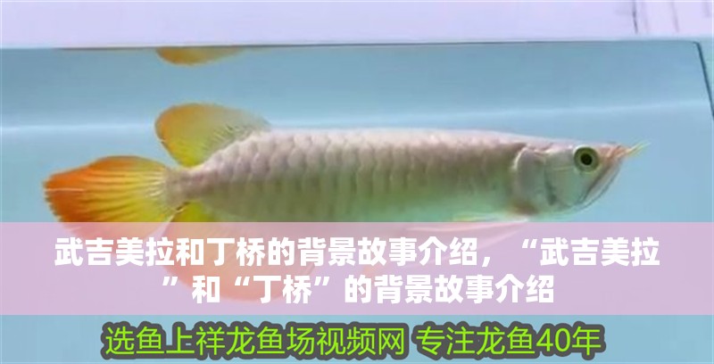 武吉美拉和丁橋的背景故事介紹，“武吉美拉”和“丁橋”的背景故事介紹