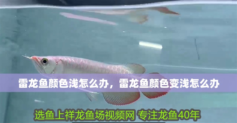 雷龍魚顏色淺怎么辦，雷龍魚顏色變淺怎么辦 雷龍魚顏色淺怎么辦，雷龍魚顏色變淺怎么辦 觀賞魚百科 第2張