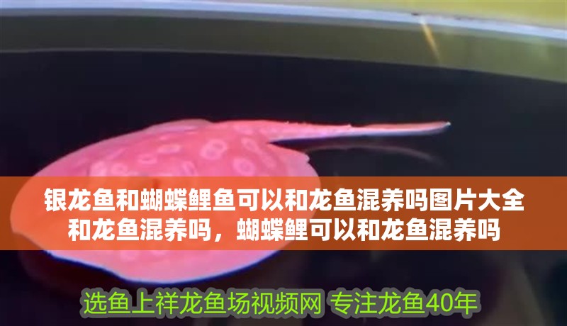 銀龍魚和蝴蝶鯉魚可以和龍魚混養嗎圖片大全和龍魚混養嗎，蝴蝶鯉可以和龍魚混養嗎