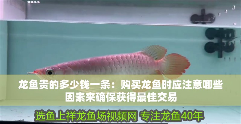 龍魚貴的多少錢一條：購買龍魚時應(yīng)注意哪些因素來確保獲得最佳交易