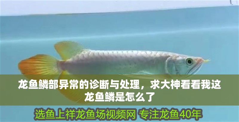 龍魚鱗部異常的診斷與處理，求大神看看我這龍魚鱗是怎么了 龍魚鱗部異常的診斷與處理，求大神看看我這龍魚鱗是怎么了 觀賞魚百科 第1張