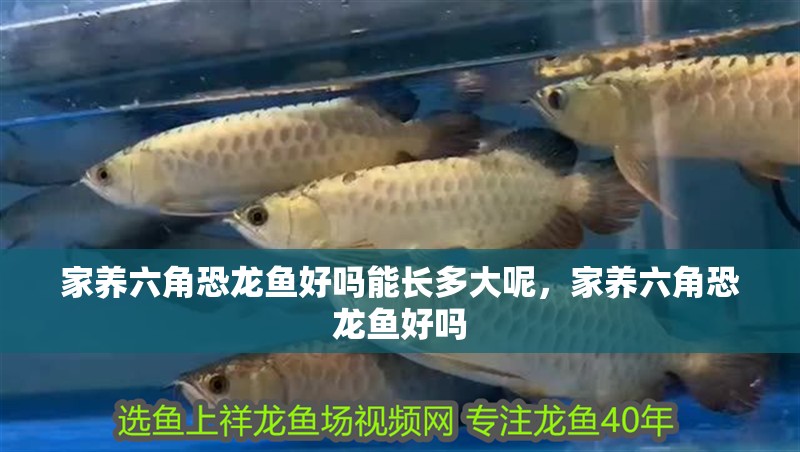 家養六角恐龍魚好嗎能長多大呢，家養六角恐龍魚好嗎