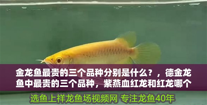 金龍魚最貴的三個品種分別是什么？，德金龍魚中最貴的三個品種，紫燕血紅龍和紅龍哪個更受歡迎