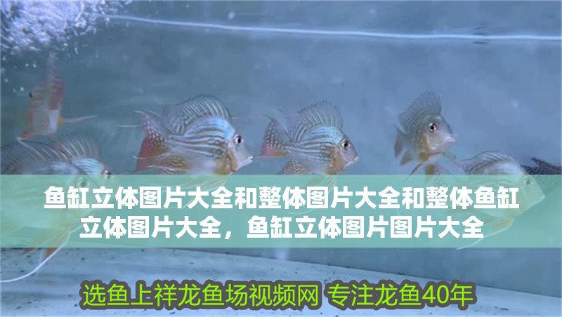 魚缸立體圖片大全和整體圖片大全和整體魚缸立體圖片大全，魚缸立體圖片圖片大全