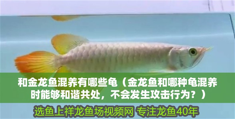 和金龍魚混養有哪些龜（金龍魚和哪種龜混養時能夠和諧共處，不會發生攻擊行為？）