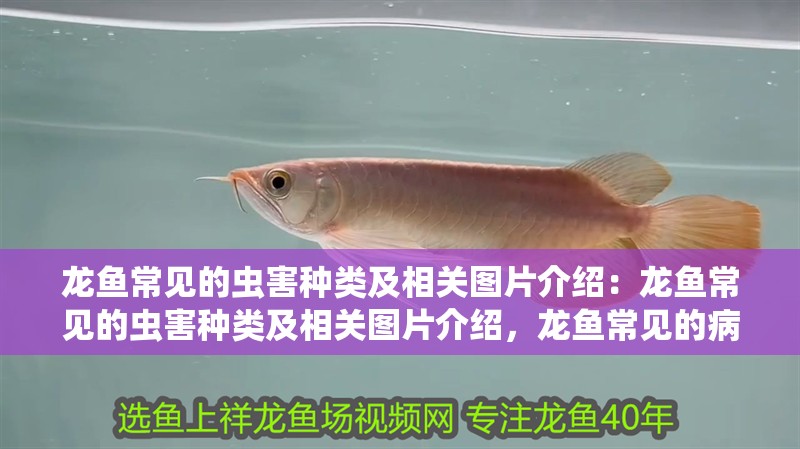 龍魚(yú)常見(jiàn)的蟲(chóng)害種類及相關(guān)圖片介紹：龍魚(yú)常見(jiàn)的蟲(chóng)害種類及相關(guān)圖片介紹，龍魚(yú)常見(jiàn)的病蟲(chóng)害種類及相關(guān)圖片介紹