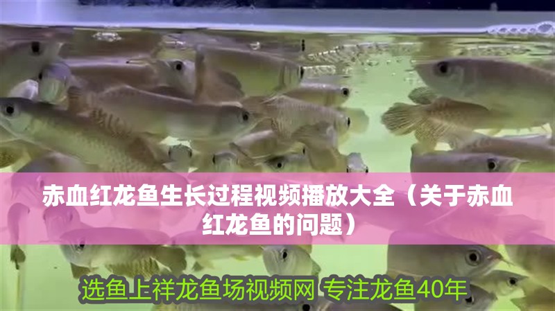 赤血紅龍魚生長過程視頻播放大全（關(guān)于赤血紅龍魚的問題）