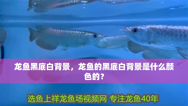 龍魚黑底白背景，龍魚的黑底白背景是什么顏色的？