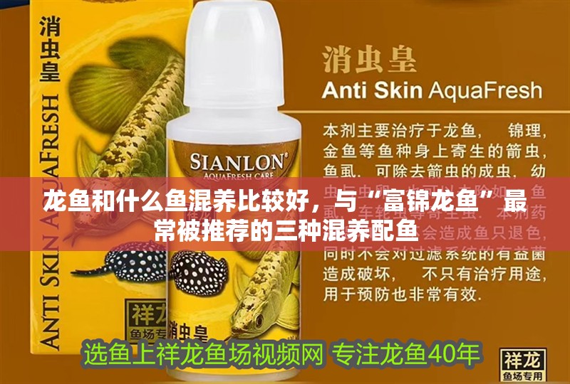 龍魚和什么魚混養比較好，與“富錦龍魚”最常被推薦的三種混養配魚