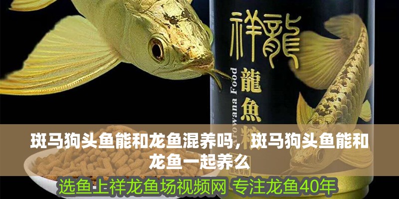 斑馬狗頭魚能和龍魚混養嗎，斑馬狗頭魚能和龍魚一起養么