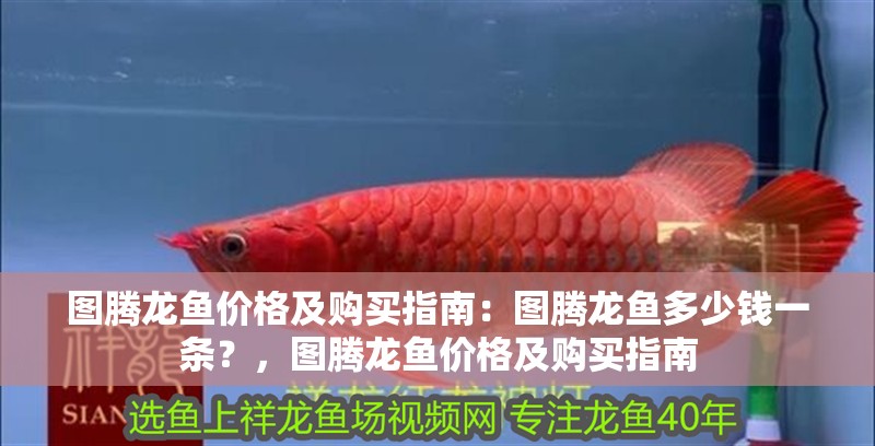 圖騰龍魚價格及購買指南：圖騰龍魚多少錢一條？，圖騰龍魚價格及購買指南