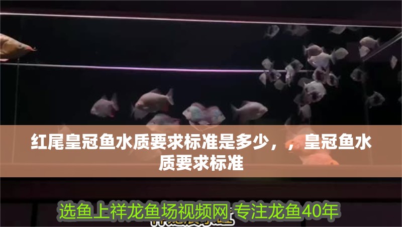 紅尾皇冠魚水質要求標準是多少，，皇冠魚水質要求標準 紅尾皇冠魚水質要求標準是多少，，皇冠魚水質要求標準 觀賞魚百科 第1張
