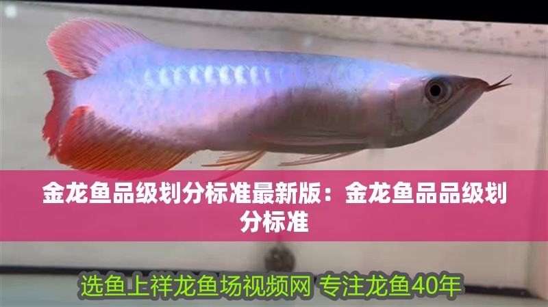 金龍魚品級劃分標準最新版：金龍魚品品級劃分標準