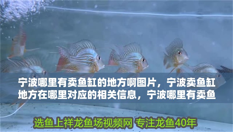 寧波哪里有賣魚缸的地方啊圖片，寧波賣魚缸地方在哪里對應的相關信息，寧波哪里有賣魚缸的地方