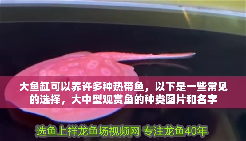 大魚缸可以養(yǎng)許多種熱帶魚，以下是一些常見的選擇，大中型觀賞魚的種類圖片和名字 大魚缸可以養(yǎng)許多種熱帶魚，以下是一些常見的選擇，大中型觀賞魚的種類圖片和名字 觀賞魚百科 第4張