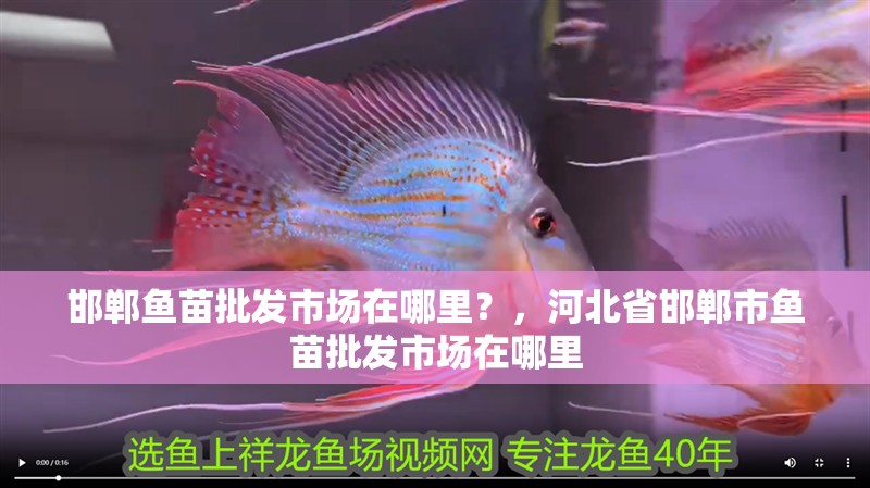 邯鄲魚苗批發市場在哪里？，河北省邯鄲市魚苗批發市場在哪里