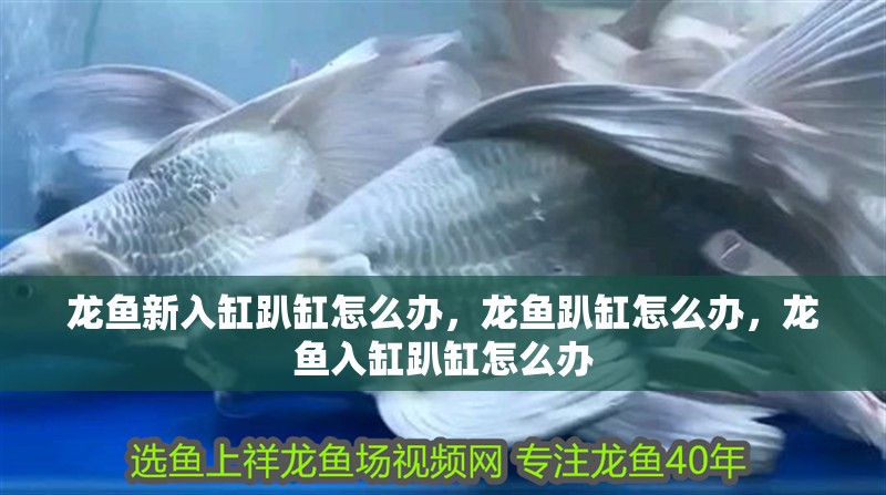 龍魚新入缸趴缸怎么辦，龍魚趴缸怎么辦，龍魚入缸趴缸怎么辦
