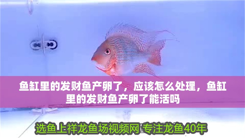 魚缸里的發財魚產卵了,應該怎么處理,魚缸里的發財魚產卵了能活嗎 觀賞魚百科 第2張 魚缸里的發財魚產卵了,應該怎么處理,魚缸里的發財魚產卵了能活嗎 魚缸里的發財魚產卵了,應該怎么處理,魚缸里的發財魚產卵了能活嗎 觀賞魚百科 第2張