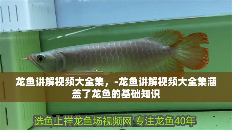 龍魚(yú)講解視頻大全集，-龍魚(yú)講解視頻大全集涵蓋了龍魚(yú)的基礎(chǔ)知識(shí)