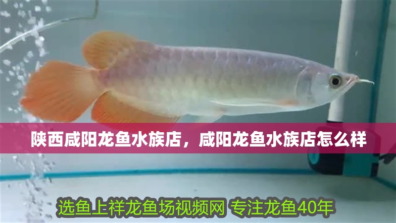 陜西咸陽龍魚水族店，咸陽龍魚水族店怎么樣