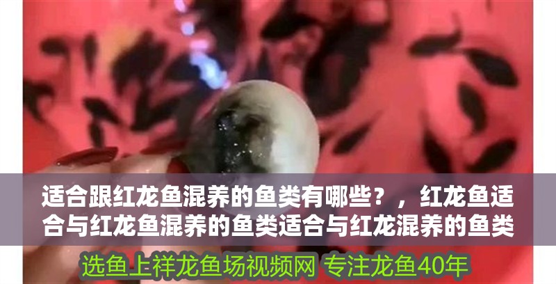 適合跟紅龍魚混養的魚類有哪些？，紅龍魚適合與紅龍魚混養的魚類適合與紅龍混養的魚類
