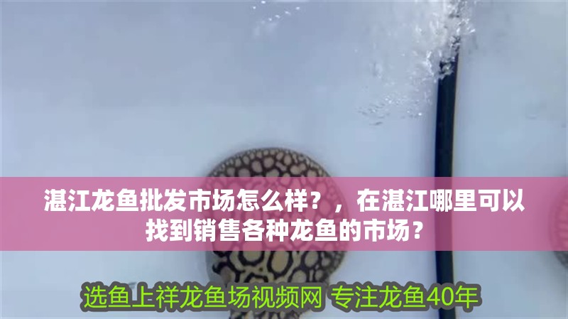 湛江龍魚批發市場怎么樣？，在湛江哪里可以找到銷售各種龍魚的市場？