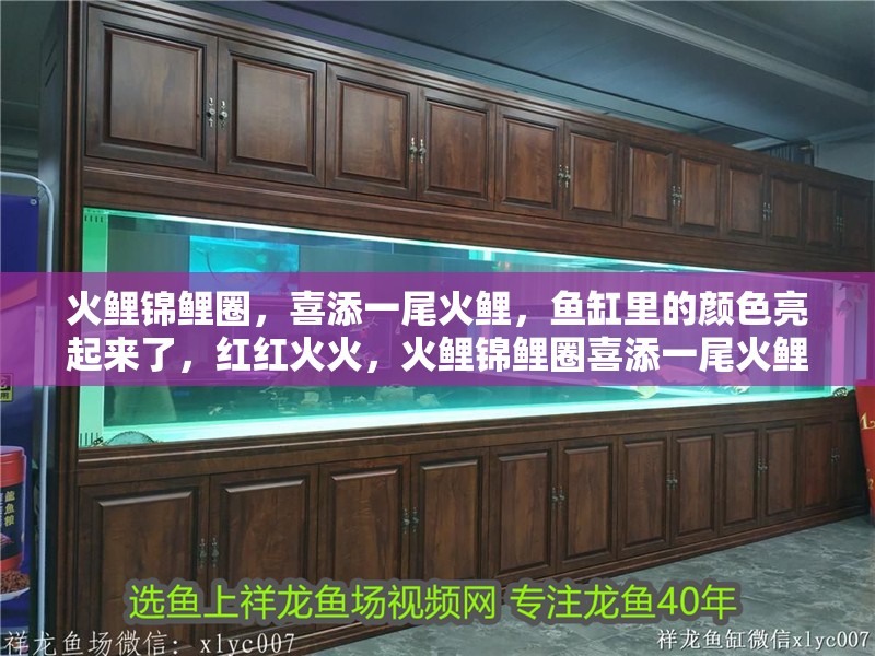 火鯉錦鯉圈，喜添一尾火鯉，魚缸里的顏色亮起來了，紅紅火火，火鯉錦鯉圈喜添一尾火鯉，魚缸里的顏色亮了，興旺發達啊