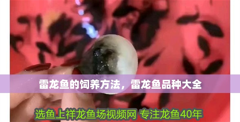 雷龍魚的飼養(yǎng)方法，雷龍魚品種大全