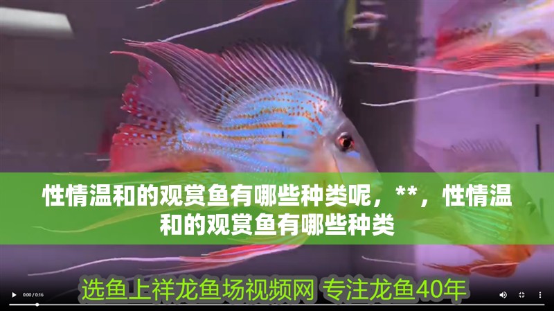 性情溫和的觀賞魚有哪些種類呢，**，性情溫和的觀賞魚有哪些種類